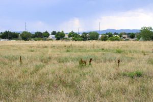 Undeveloped land at Poudre Commons/Timberline